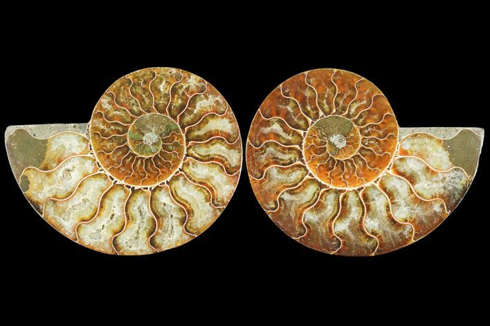 Sliced Ammonite Fossil - Agatized #125038